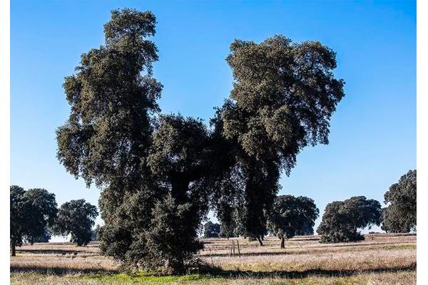 FCC Industrial finaliza el soterramiento de la línea de alta tensión en el Parque Nacional Las Tablas de Daimiel (Ciudad Real)