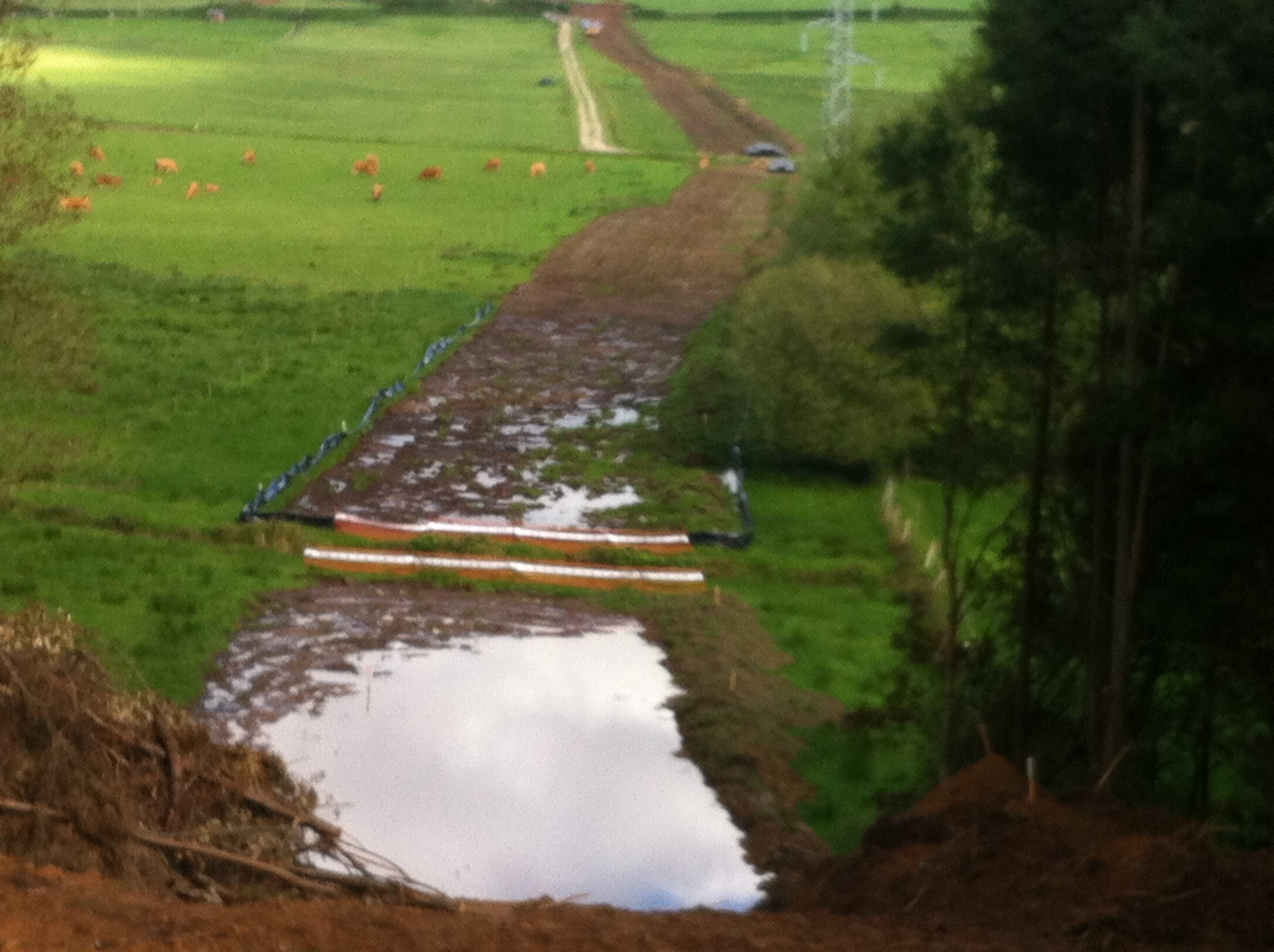 Protección ambiental anfibios